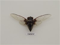 藏品(高砂熊蟬)的圖片